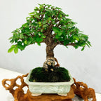 Ulmus parvifolia Chinese Elm Trees for Planting | Hardy Shade Tree for Outdoor Landscapes | Drought-Tolerant, Low-Maintenance Elm Tree | Live 6–12 Inch Starter Plant