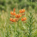 5 Tiger Lily Bulbs - Turk's Cap Lilium Superbum, Orange Flowering Perennial for Shady Garden Borders, Low Maintenance Native Flowering Perennial for Sun