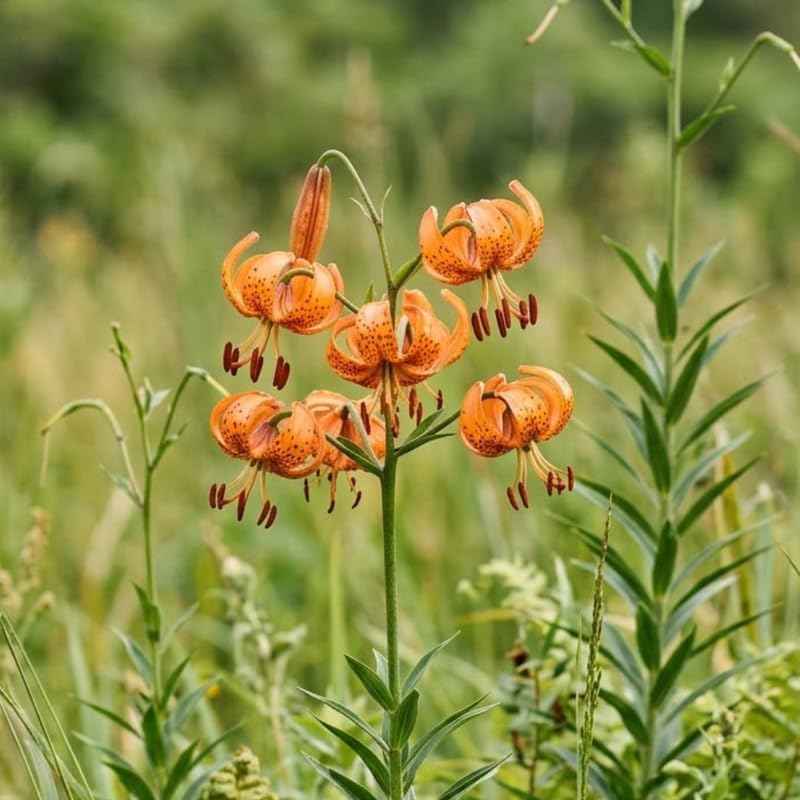 5 Tiger Lily Bulbs - Turk's Cap Lilium Superbum, Orange Flowering Perennial for Shady Garden Borders, Low Maintenance Native Flowering Perennial for Sun