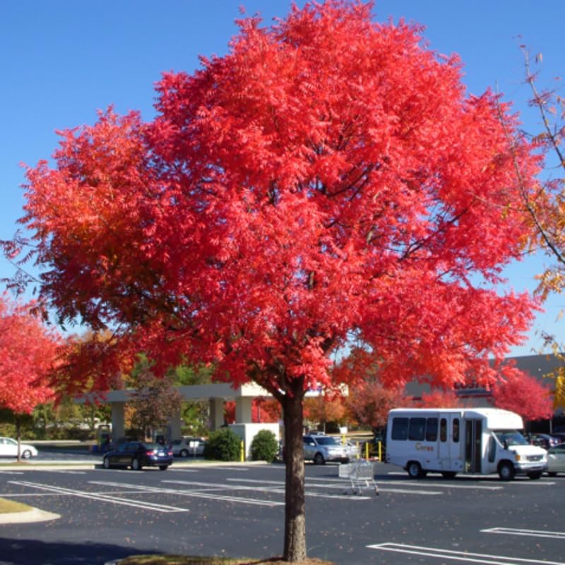 2 Chinese Pistache Tree Live Plants | 1-2ft Bare Root Seedlings | Fast-Growing Deciduous Ornamental Trees & Low Maintenance