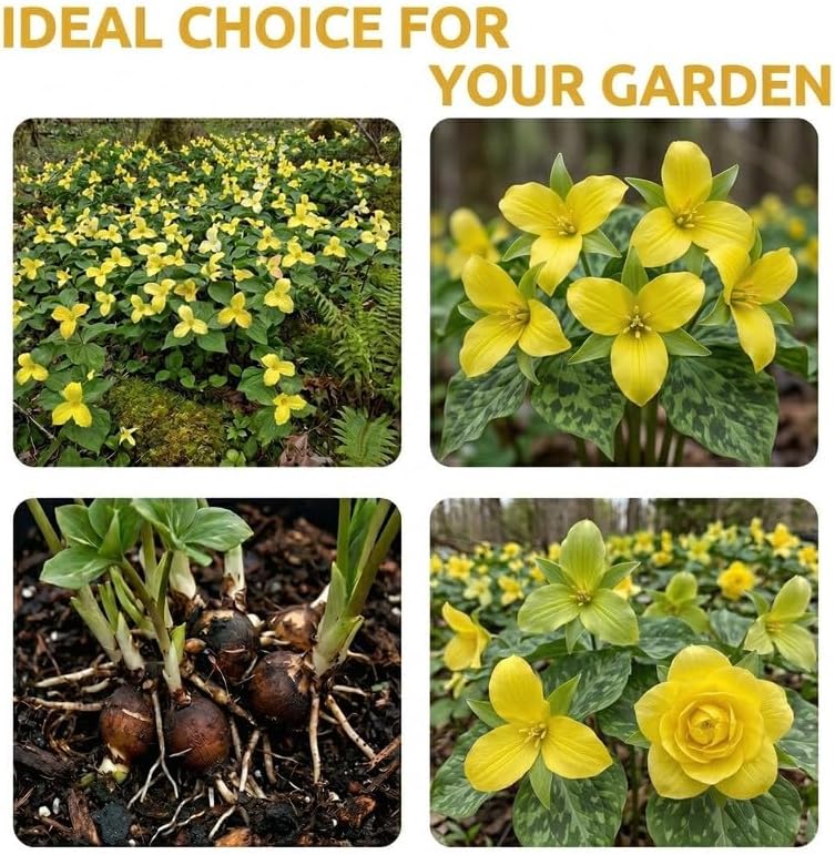 10 Yellow Trillium for Planting, Trillium Luteum Wildflower, Easy Care Perennial Flower Bulbs for Shade Gardens