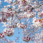 2 Autumnalis Cherry Live Bare Root Seedlings | 8-12" Rooted Cuttings | Cold-Hardy Prunus Subhirtella Flowering Trees & Well-Rooted