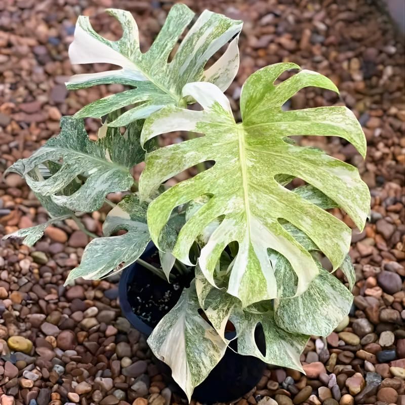 Monstera Thai Constellation Live Plant 4 Inch Tall | Variegated Monstera Plant Live | Tropical Indoor Houseplant for Shelf, Desk or Living Space