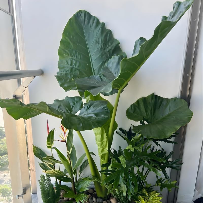 Elephant Ears Bulbs Grown Live Plant 1–2ft Tall | Colocasia Esculenta Tree for Outdoor Garden | Jungle-Style Landscaping & Shade Areas
