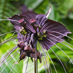 Black Bat Flower - Tacca Chantrieri 4 Inch Tall | Rare Flower Live Plant | Eye-Catching Indoor Decor & Suitable for Gifts for Plant Enthusiasts | Easy to Grow