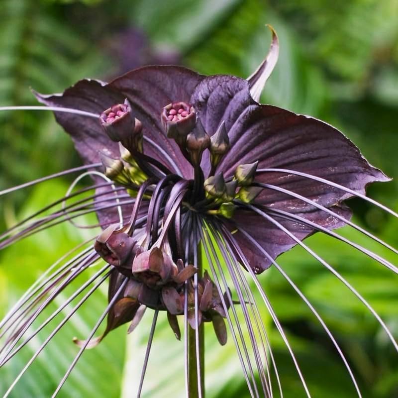 Black Bat Flower - Tacca Chantrieri 4 Inch Tall | Rare Flower Live Plant | Eye-Catching Indoor Decor & Suitable for Gifts for Plant Enthusiasts | Easy to Grow