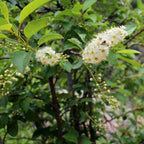 Chokeberry Plant Live, 3-4 Inch Size, Low Maintenance Deciduous Fruit Producer for Small Yards