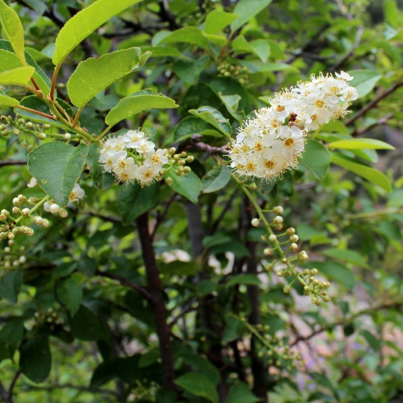 Chokeberry Plant Live, 3-4 Inch Size, Low Maintenance Deciduous Fruit Producer for Small Yards