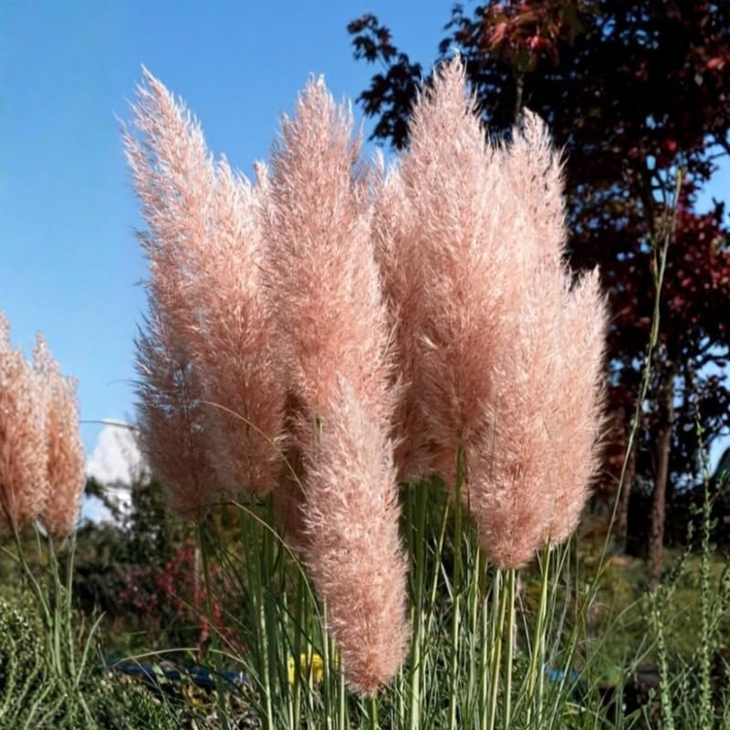 Pink Pampas Grass Plants Live, 4 Inch Tall Starter, Ornamental Feather Grass for Home Landscapes and Backyard Rows