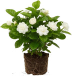 Grand Duke Jasmine Live Plant, Arabian Jasmine Flowers, Fragrant White Flowering Perennial, 5-8 Inch Size for Decorative Porch Planters, Easy to Grow