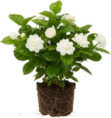 Grand Duke Jasmine Live Plant, Arabian Jasmine Flowers, Fragrant White Flowering Perennial, 5-8 Inch Size for Decorative Porch Planters, Easy to Grow