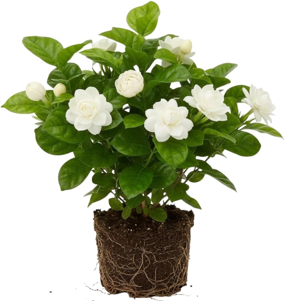 Grand Duke Jasmine Live Plant, Arabian Jasmine Flowers, Fragrant White Flowering Perennial, 5-8 Inch Size for Decorative Porch Planters, Easy to Grow