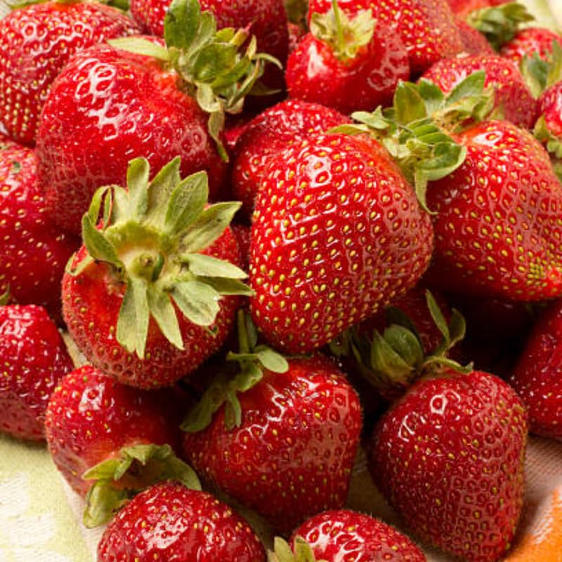 50 Allstar Strawberry Bare Root Plants, Well-Rooted Edible Fruit Starters, Junebearing Berry Shrub for Home Garden Rows and Raised Beds