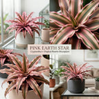 Pink Earth Star Plant, 4 Inch Pot, Vigorous Cryptanthus with Striking Pink Foliage, Sturdy Low Maintenance Pet-Friendly Tropical Plant for Home & Office Decor