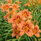 25 Wild Orange Daylily Live Roots, Hemerocallis Fulva, Vigorous Orange Flowering Perennial for Garden Borders