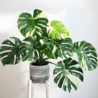 Thai Constellation Monstera Live Plant 4 Inch Tall | Variegated Monstera Plant Live with Creamy White Speckles for Indoor Home Décor