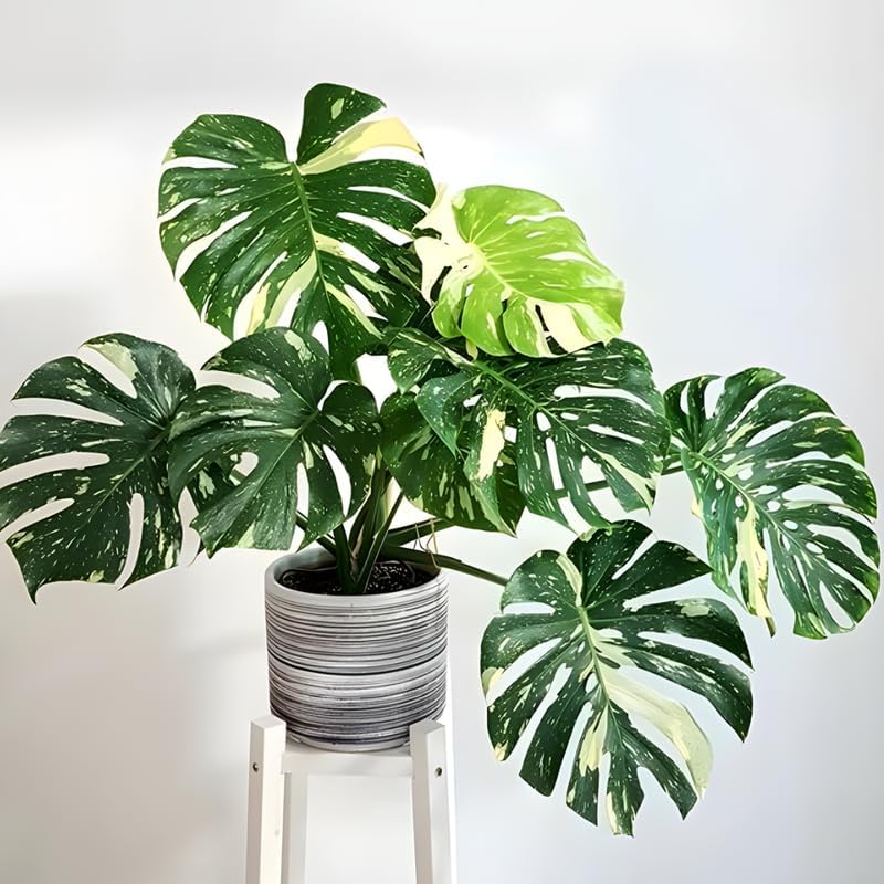 Thai Constellation Monstera Live Plant 4 Inch Tall | Variegated Monstera Plant Live with Creamy White Speckles for Indoor Home Décor