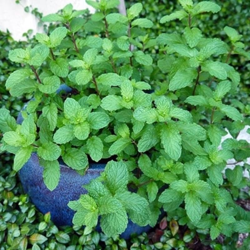 Peppermint Plants Live, Mint Plants for Inside and Home Décor, 3-Inch Potted Fresh Herb for Indoor Outdoor Growing