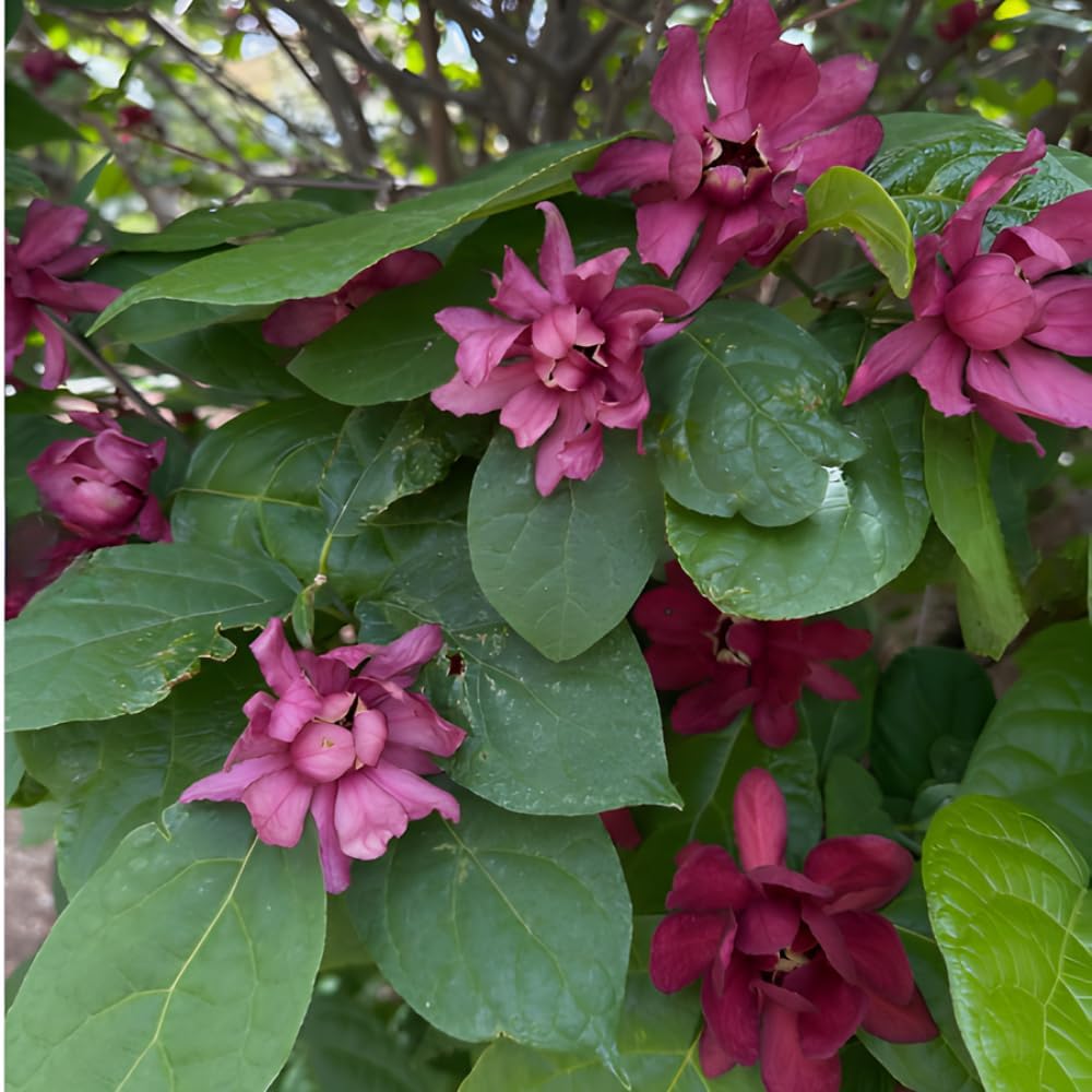 Sweet Shurb Bush Live Plant, Carolina Allspice, Well-Rooted 12-18" Potted in 4" Pot, Cold-Hardy Sweet Shrub for Home Gardens