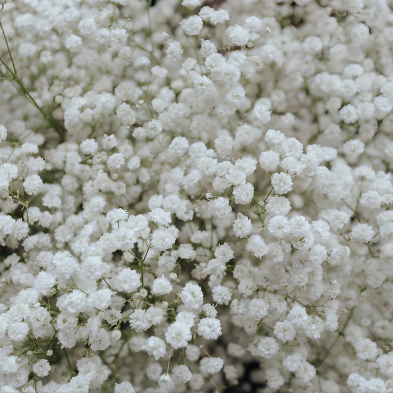 2 Baby's Breath Plants Live, Gypsophila Paniculata Starter, 3-4" Tall, High-Energy Plant for Mass Plantings and Rock Gardens