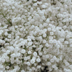 2 Baby's Breath Plants Live, Gypsophila Paniculata Starter, 3-4" Tall, High-Energy Plant for Mass Plantings and Rock Gardens