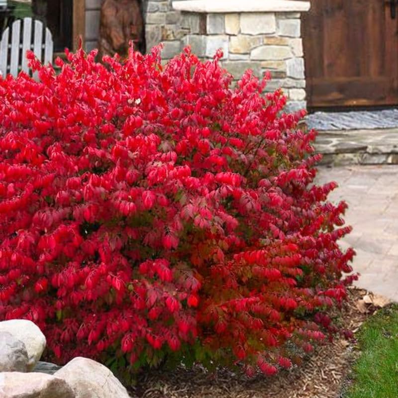 5 Burning Bush Shrub Live Plant for Planting Outdoor | 6 – 12 Inch Tall | Hardy Outdoor Landscape Plant