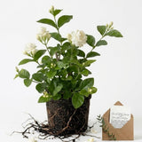 Grand Duke Jasmine Plant 5-8 Inch Tall Starter, Fragrant Double Bloom Arabian Jasmine for Patios and Home Gardens
