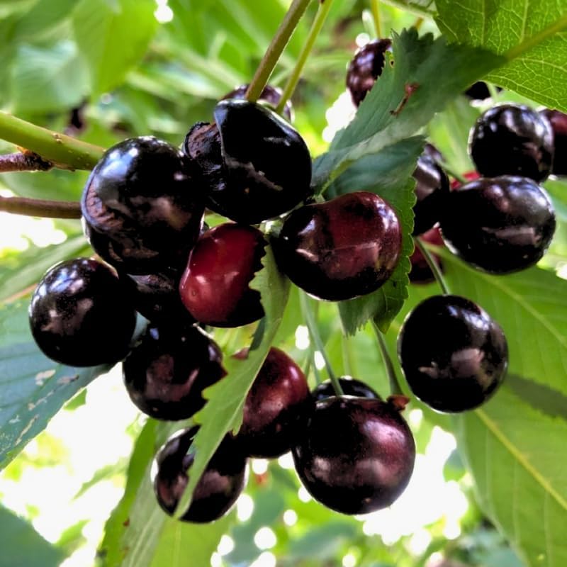 2 Black Cherry Trees Live Plants 6–12 Inches Tall | Sweet Cherry Fruit Tree for Home Garden, Yard Growing & Outdoor Landscape