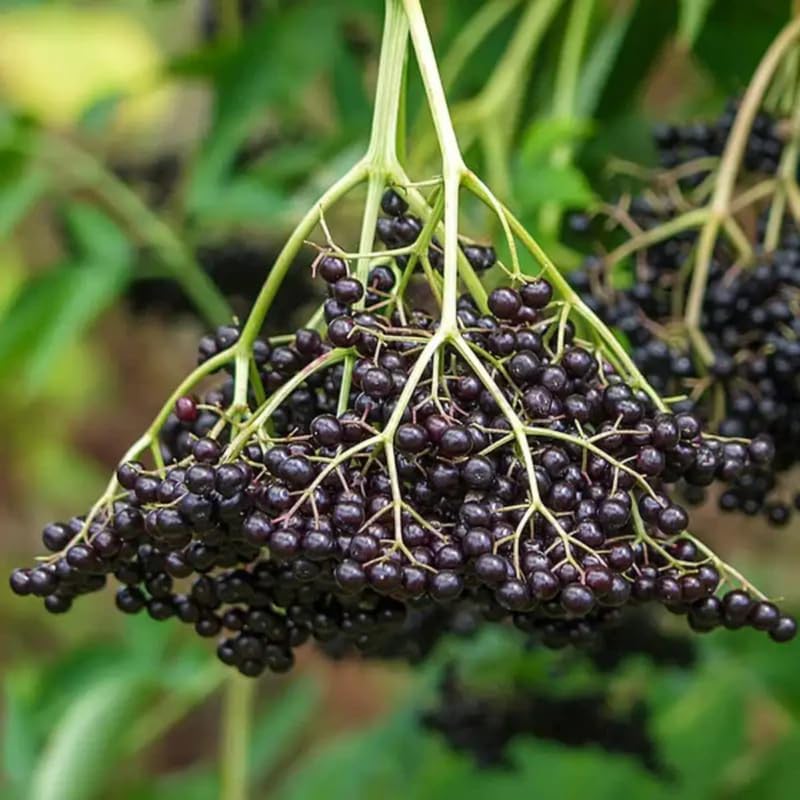 2 Black Elderberry Live Bare Root Plants | 8-12" Cold-Hardy Rooted Cuttings | Fast-Growing Deciduous Fruit Trees for Backyard and Patio | Easy to Care and Maintain