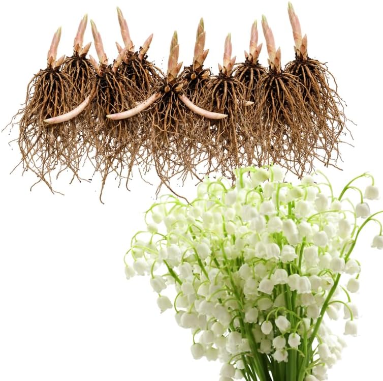 10 Lily of The Valley Plant Bare Roots, Hardy Perennial May Lily, Easy to Grow Fragrant Flower for Outdoor Garden