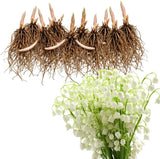 10 Lily of The Valley Plant Bare Roots, Hardy Perennial May Lily, Easy to Grow Fragrant Flower for Outdoor Garden