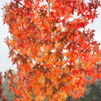 5 Sweet Gum Native Live Plants – Hardy Outdoor Trees with Star-Shaped Leaves | 6–12 Inch Tall