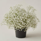 2 Baby's Breath Plants Live, Gypsophila Paniculata Starter, 3-4" Tall, High-Energy Plant for Mass Plantings and Rock Gardens
