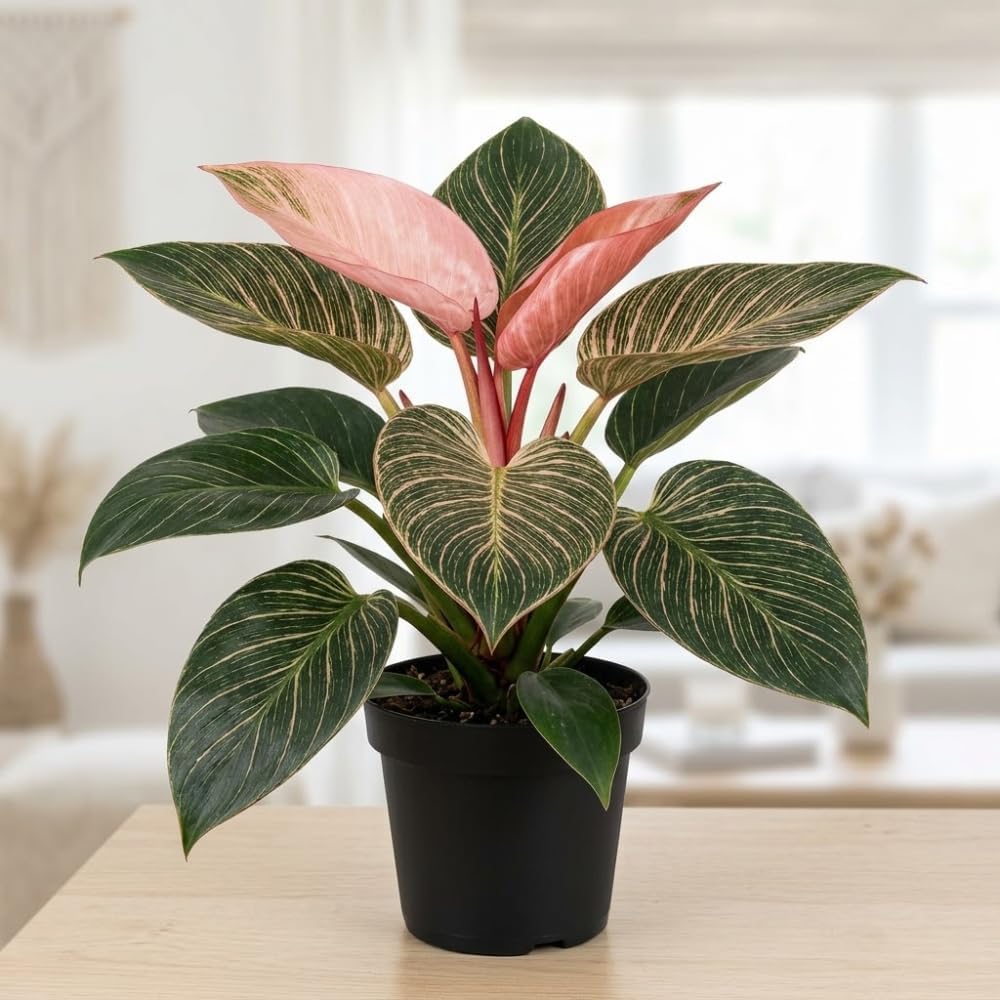 Philodendron Pink Princess Live Plant, 4 Inch Pot, Vigorous Indoor Plant with Pink Variegated Leaves, Sturdy Low Maintenance Tropical Foliage for Home & Office Decor