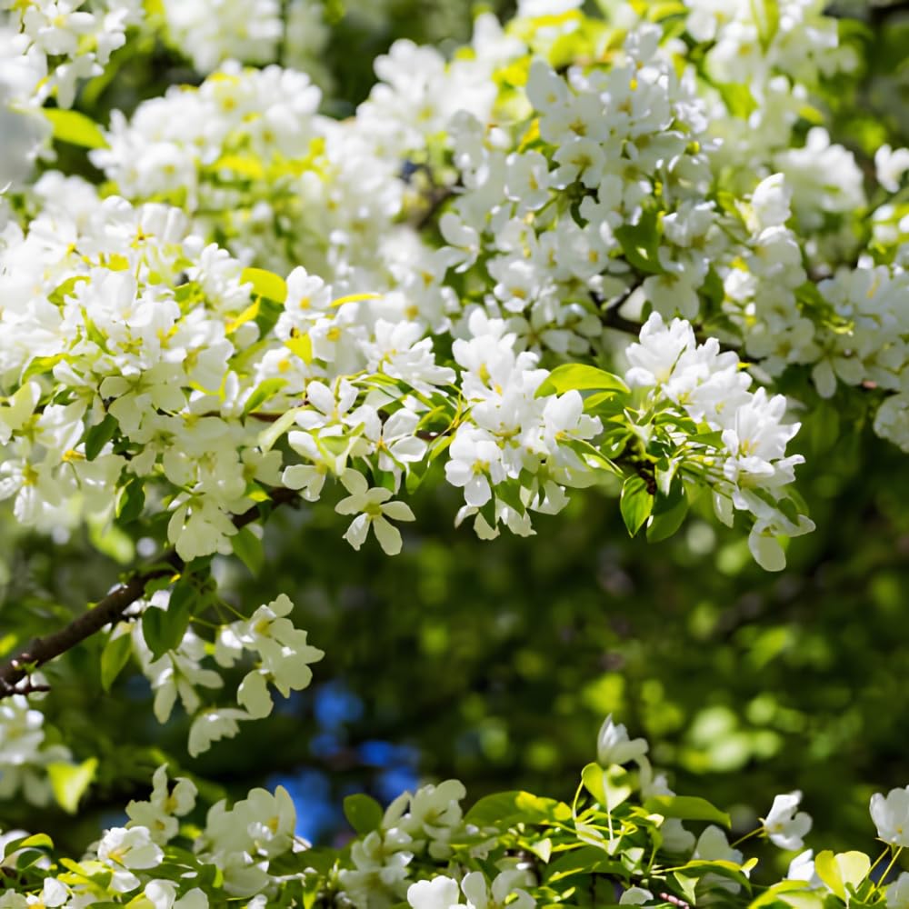 Mock Orange Shrub, 4-6" Potted Plant Starter, High-Vigor Cold-Hardy Bush for Backyard Gardens, Beautiful White Blossoms & Growth Habit
