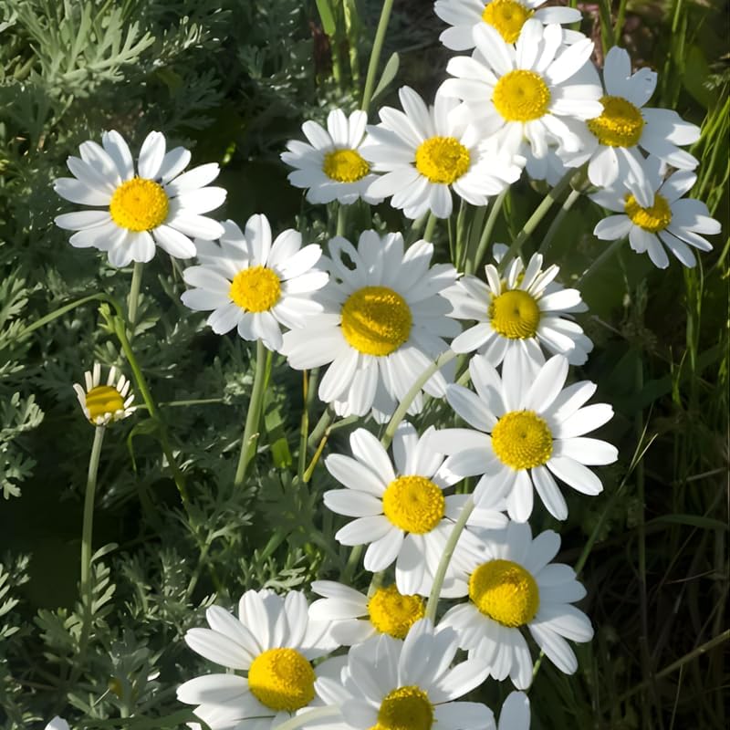2 Ox-Eye Daisy Plants Live for Planting, 3-Inch Pot, Established Live Flowering Plant, Drought Tolerant White Daisy for Sun and Borders