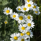 2 Ox-Eye Daisy Plants Live for Planting, 3-Inch Pot, Established Live Flowering Plant, Drought Tolerant White Daisy for Sun and Borders
