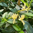 2 Honeysuckle Live Plant | 6–12 Inch Tall | Non-Vine Fragrant Shrubs for Yard Landscaping, Garden Beds, Borders & Pollinator-Friendly Areas