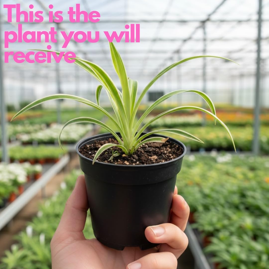 Curly Spider Plants Live House Plant | 4 Inch Pot Hanging Bonnie Spider Plant | Low Maintenance, Thrives in Home & Office, Perfect for Plant Enthusiasts