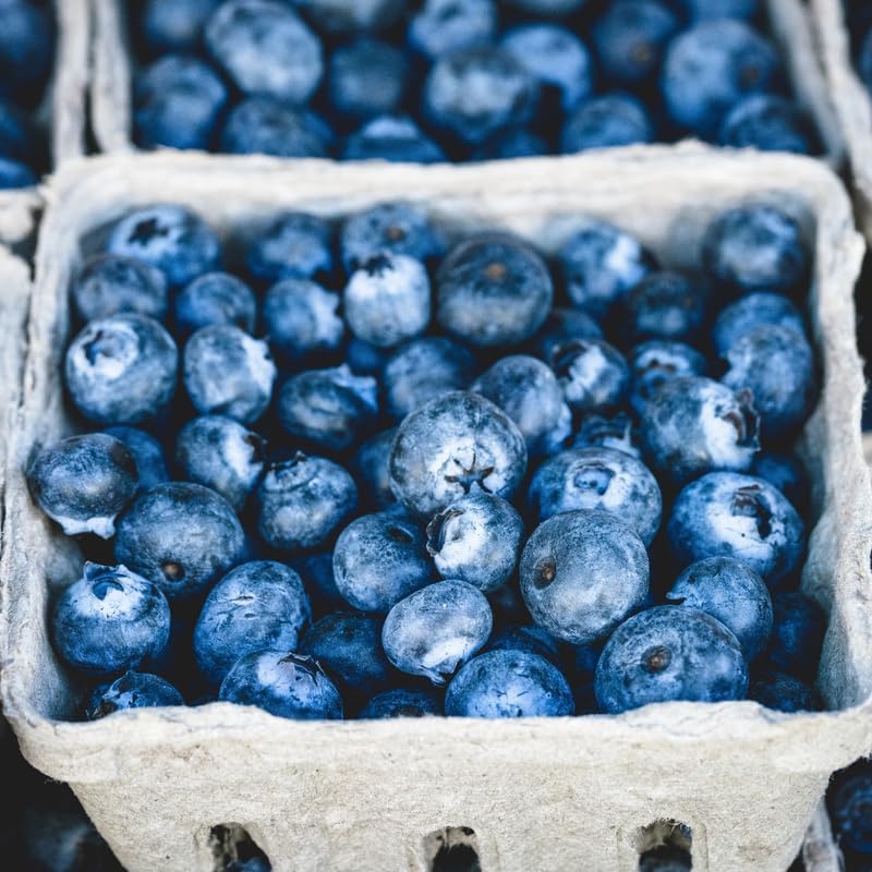 (No Ship to CA, HI, AK) Sweet Brightwell Blueberry Live Plant - 1 to 2 Feet Live Blueberry Plants in 1 Gallon Pot, Perfect for Yard Landscape and Containers