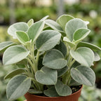 Peperomia Incana Live Plant, 4" Potted Indoor Plant, Vigorous Houseplant with Soft Felted Foliage for Living Rooms, Easy to Care Pet-Friendly Decor