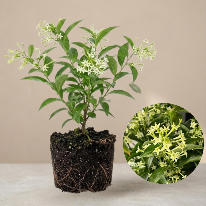 Night Blooming Jasmine Plant Indoor Live, Midnight Jasmine 8 Inch Tall Bare Root Seedling, Night Scented Flowering Plant for Patios