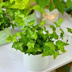 Green English Ivy Indoor Plant in 4 Inch Pot | Fast-Growing English Ivy Live Plant for Fresh Indoor Greenery | Low-Maintenance Trailing Houseplant for Windowsills, Shelves & Hanging Displays
