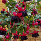 Fuchsia Plants Live, Gold and Red Foliage, 6-12 Inch Tall, Autumnale Variety, Trailing Flowering Plant, Ideal for Hanging Baskets