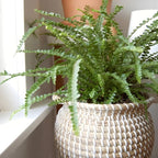 Lemon Button Fern Plant, 2 Inch Pot Size, Easy Care Indoor Greenery, Petite Round Foliage for Home and Office Décor