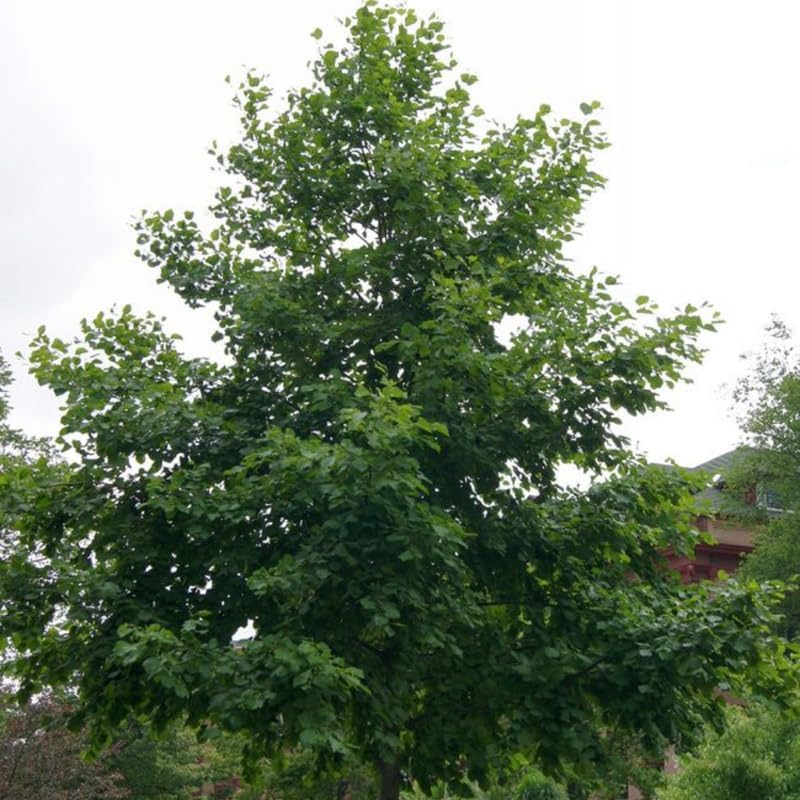 2 Live Sassafras Trees | Sassafras Tree Live Plants 12–18 Inch Tall | Native Outdoor Trees for Landscape Planting & Woodland Gardens | Easy to Grow