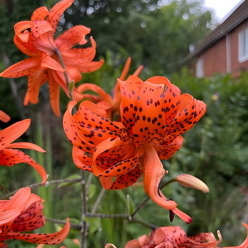Tiger Lily Bulbs, Set 3 Lily Bulbs for Fall Planting, Bold Orange Spotted Blooms, Live Perennial Flower Bulbs for Garden Rows and Borders