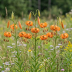 5 Tiger Lily Bulbs - Turk's Cap Lilium Superbum, Orange Flowering Perennial for Shady Garden Borders, Low Maintenance Native Flowering Perennial for Sun