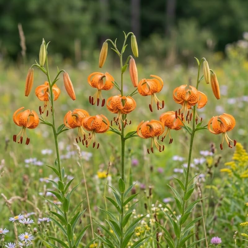 5 Tiger Lily Bulbs - Turk's Cap Lilium Superbum, Orange Flowering Perennial for Shady Garden Borders, Low Maintenance Native Flowering Perennial for Sun
