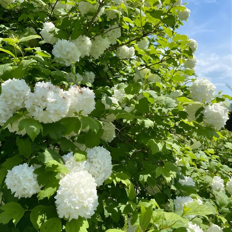 2 Japanese Snowball Bush Live Plants | Snowball Bush Live Plant for Gardens | 1–2 Feet Tall Bare Root Shrubs | Great for Borders, Hedges, and Landscape Design